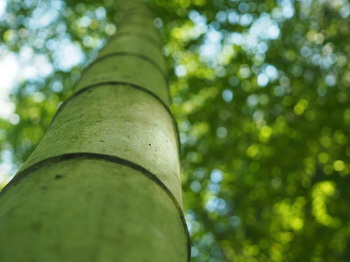 竹の画像.JPG