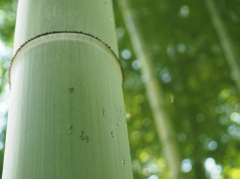 竹の画像３.JPG